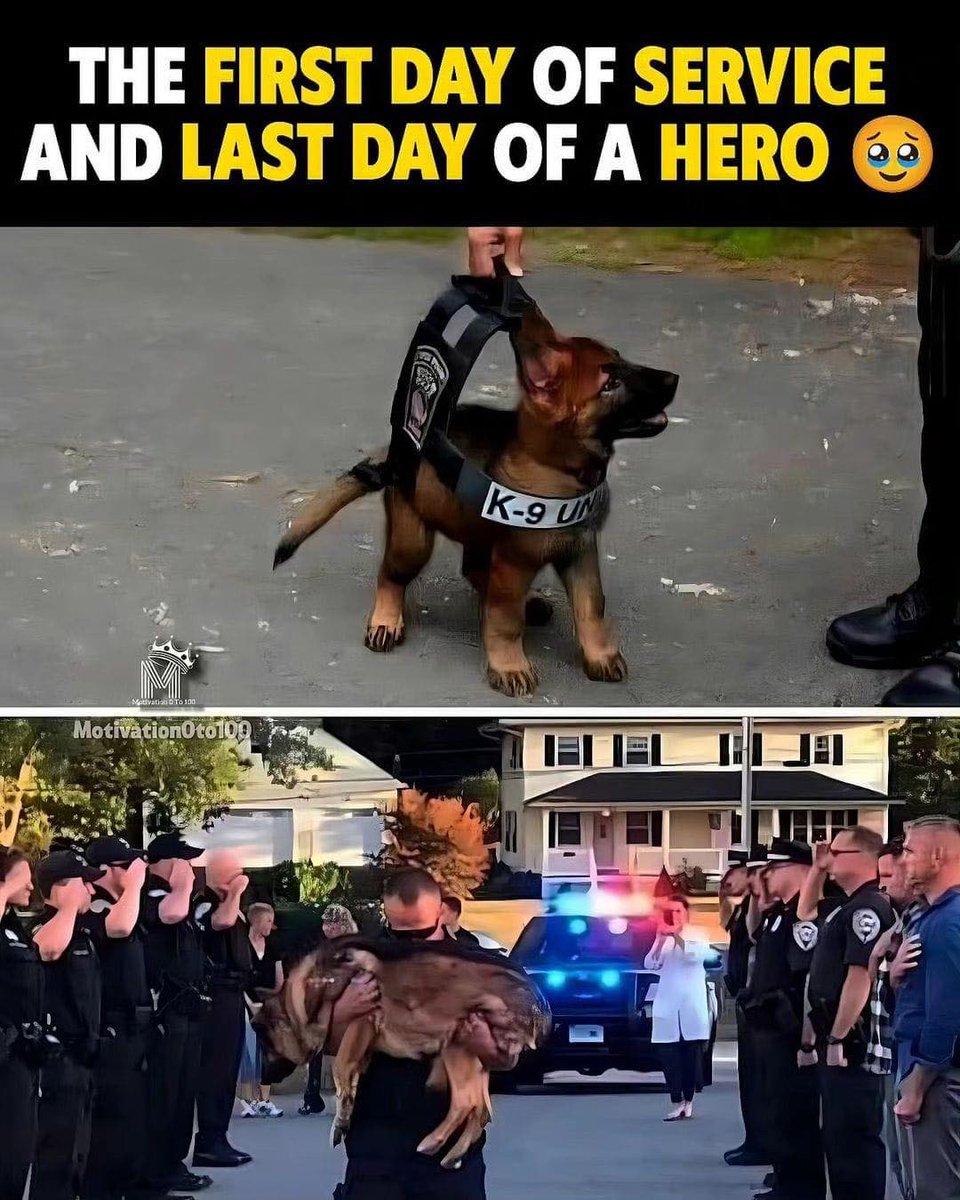 _XDogs's tweet photo. Please don't move around without giving him some love! 🥺 https://t.co/sdmcKBHh0R