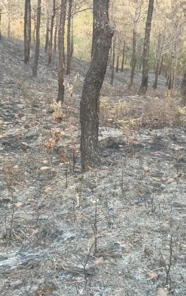 𝐅ᴀɪsᴀʟ 𝐌ᴇʜᴍᴏᴏᴅ 𝐒ᴀᴛᴛɪ tweet media