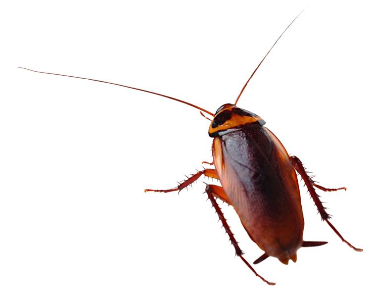 🪳 Did you know a #cockroach can squeeze through a gap just a quarter of its body height? 

That's why you need a pest control solution as flexible as they are! Maxforce Platin's consistent control in all temperatures means there are no hiding spots. ➡️ i.mtr.cool/aotjztxhbl