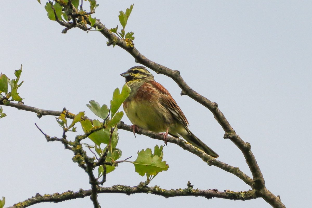 DanielBoon25's tweet photo. Some excellent views of the Cirl Bunting in West Sussex this afternoon, singing the majority of the time. @SussexBirding @SussexOrnitholo https://t.co/CHxFXtI3ey