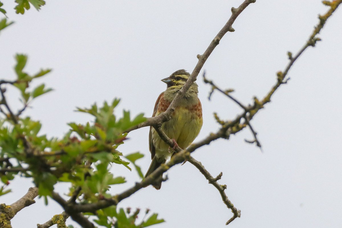 Some excellent views of the Cirl Bunting in West Sussex this afternoon, singing the majority of the time. <a href="/SussexBirding/">Sussex Birding</a> <a href="/SussexOrnitholo/">Sussex Ornithology</a>