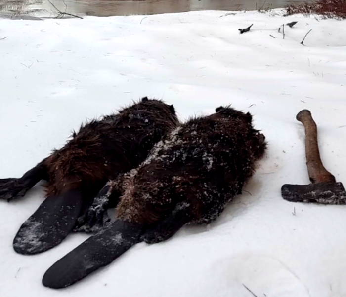 NHCART's tweet photo. Why pose the ax next to the beavers? Trappers are a great study group for psychology majors for sure.
#NHCART #BanTrapping #TrappingIsASickness #CompassionOverKilling #Coexist https://t.co/JWHwg36jD6