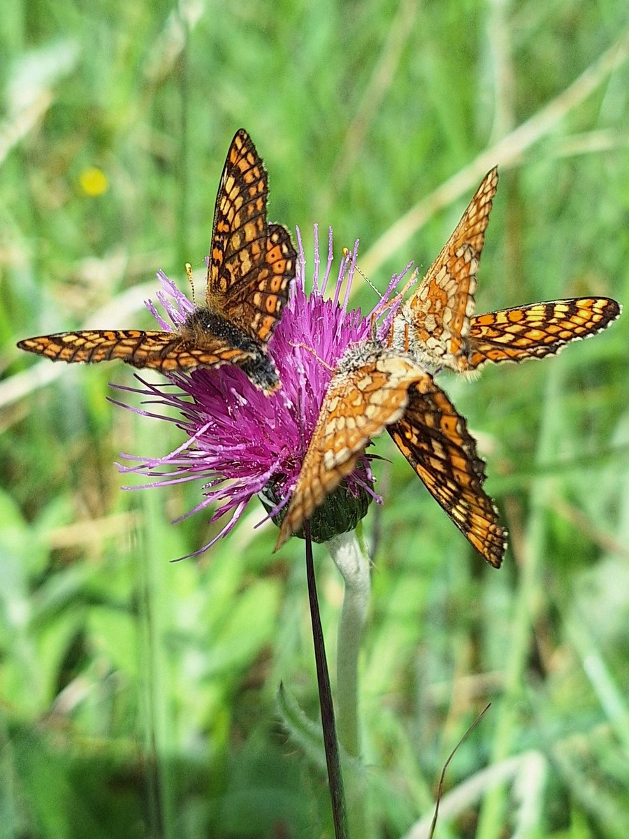 BenJMAtkinson's tweet photo. Marsh fritillaries at Bracketts Coppice today 😀 Plus a first for me, a narrow-bordered bee-hawkmoth!! Sadly, it was too quick to photograph.
@DorsetWildlife @BC_Dorset @DorsetMoths @ukbutterflies @BflyRobin https://t.co/2kDrPWIlzc