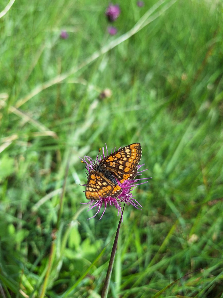 Ben Atkinson (@benjmatkinson) on Twitter photo Marsh fritillaries at Bracketts Coppice today π Plus a first for me, a narrow-bordered bee-hawkmoth!! Sadly, it was too quick to photograph.
<a href="/DorsetWildlife/">Dorset Wildlife Trust</a> <a href="/BC_Dorset/">BC Dorset π¦</a> <a href="/DorsetMoths/">Dorset Moths</a> @ukbutterflies <a href="/BflyRobin/">Robin George</a> Marsh fritillaries at Bracketts Coppice today π Plus a first for me, a narrow-bordered bee-hawkmoth!! Sadly, it was too quick to photograph.
<a href="/DorsetWildlife/">Dorset Wildlife Trust</a> <a href="/BC_Dorset/">BC Dorset π¦</a> <a href="/DorsetMoths/">Dorset Moths</a> @ukbutterflies <a href="/BflyRobin/">Robin George</a>