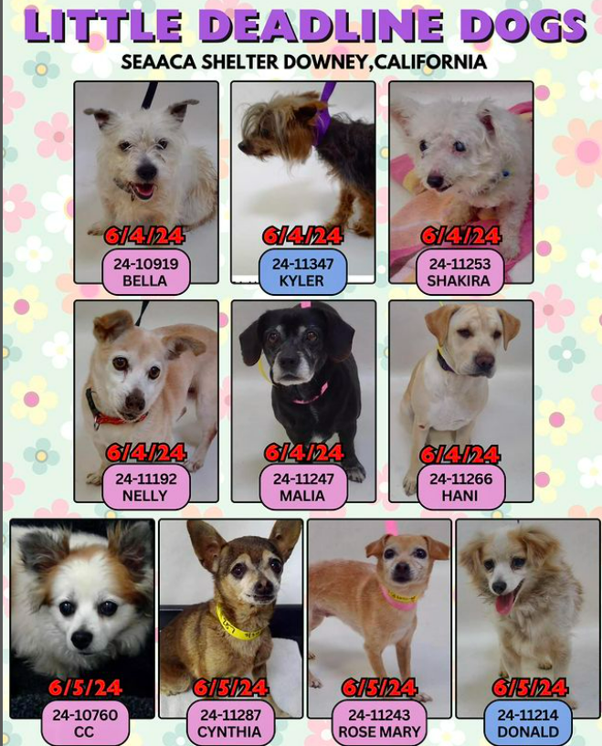 mapleveewesem's tweet image. 🆘💔🆘10 fabulous Littles euth listed for Tues 6-4 &amp;amp; Wed 6-5 at SEAACA. Shelter is closed Mon, the Tues dogs need adopters or fosters for rescue by 2 p.m. Please go see these lovelies or reply here if you want to foster🙏