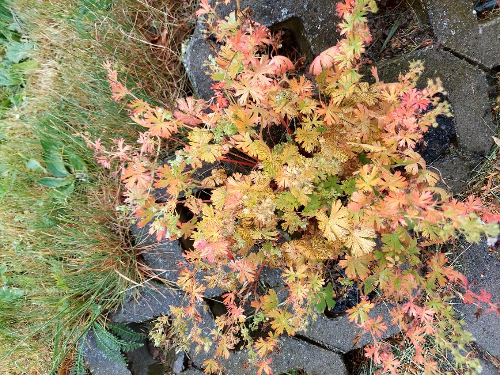 Plants do not wait for the season to end. Aboveground parts have limited life, thus if they start early, they will die early.
