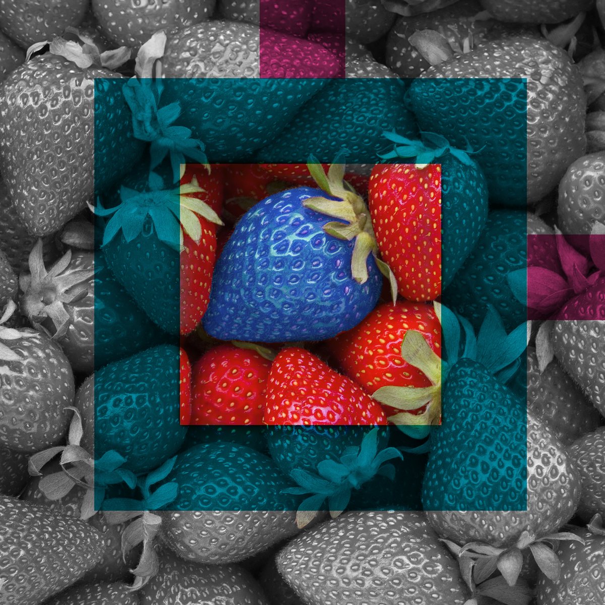 "Cold, wet weather and reduced sunlight mean Britain's strawberry crop is delayed," says <a href="/lovefreshberry/">Love Fresh Berries</a>. Our Ideagen report shows 'weather' as a top risk for 18% of producers. 

Download the full report here: okt.to/0z6UZr

#foodindustry #riskmanagement