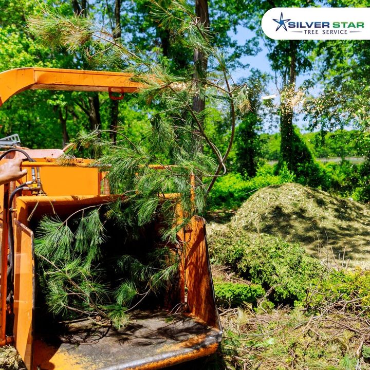 SilverStarTree1's tweet image. Chipping
With our equipment we can chip up to 10 inches in diameter directly on site. Chipping is billed per hour with a minimum of one hour. 

Learn More: zcu.io/x2PB
Call Us:  (250)-550-5308

#silverstartreeservice
#vernontreeservice