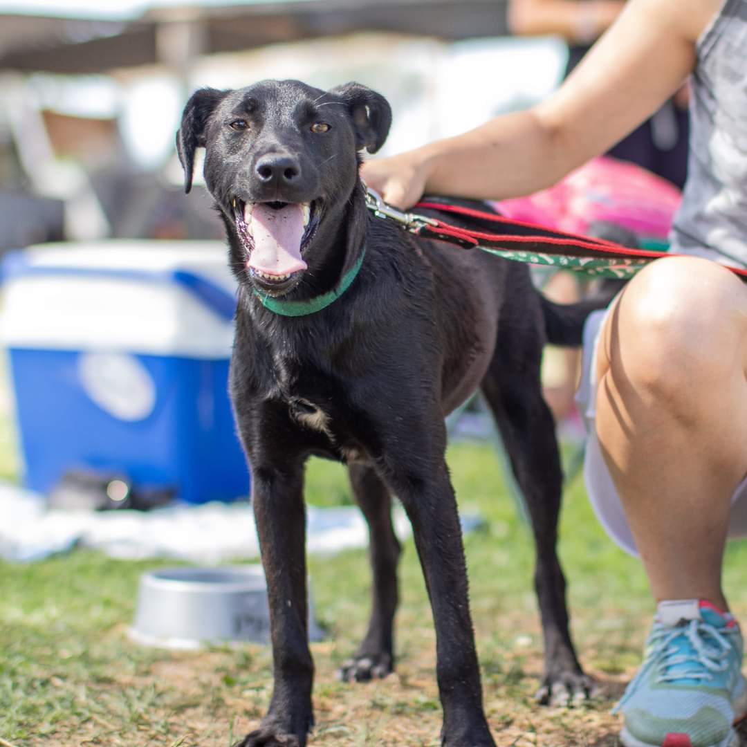 El color que nadie pide y más tenemos. 💔 Tania, el Chily, Pedro y Pablo en adopción. 🧡 Ellos son solo algunos de los camperitos que esperan y aún no tienen suerte. Todos merecen una familia que los ame 🫶 Si te enamoraste, escribinos a adoptantesdelcampito@gmail.com 🧡🐾