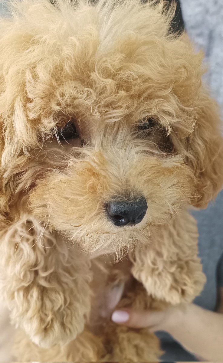 EmanuelaVa30295's tweet photo. #aDescriverlo il pelo Extra morbido di Blaky non bastano le parole ❤️🐶
Buona serata @UnTemaAlGiorno e compagnia https://t.co/44l1jFCBrX