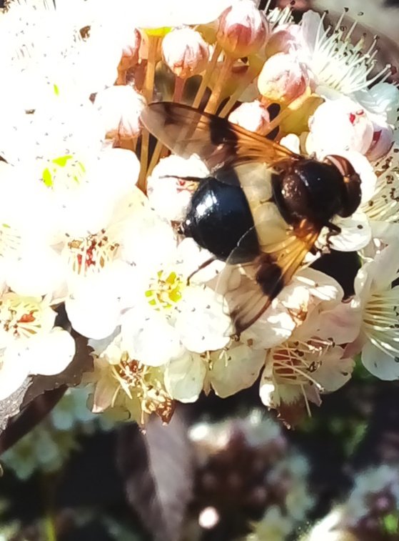 LaurindaLuffman's tweet image. Loving the smaller visitors to my wildflower areas this evening. Such a joyful &amp;amp; calming end to the day. #JuneTooSoon #wildflowers #NatureInspired #KeepItWild