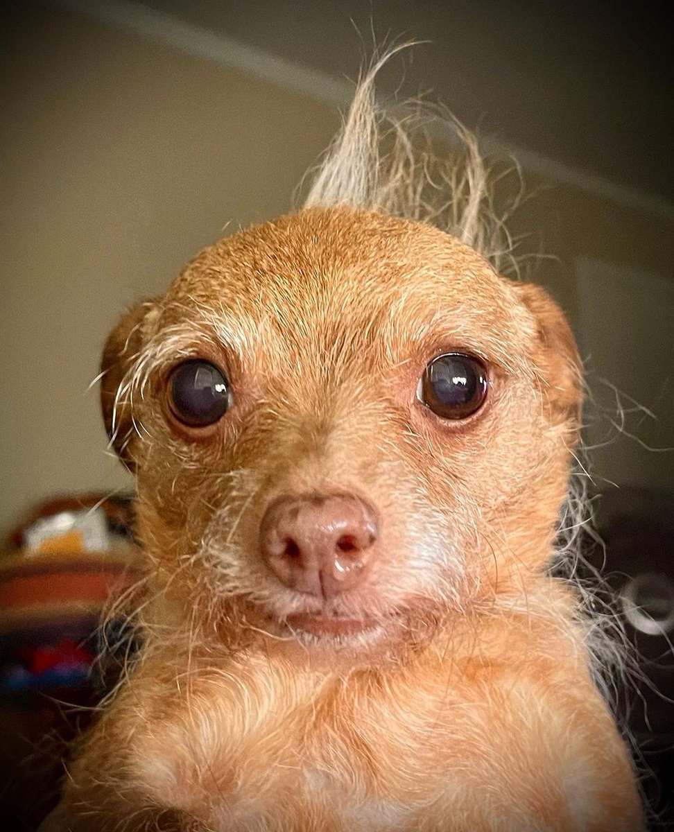 WeRateDogs tweet media