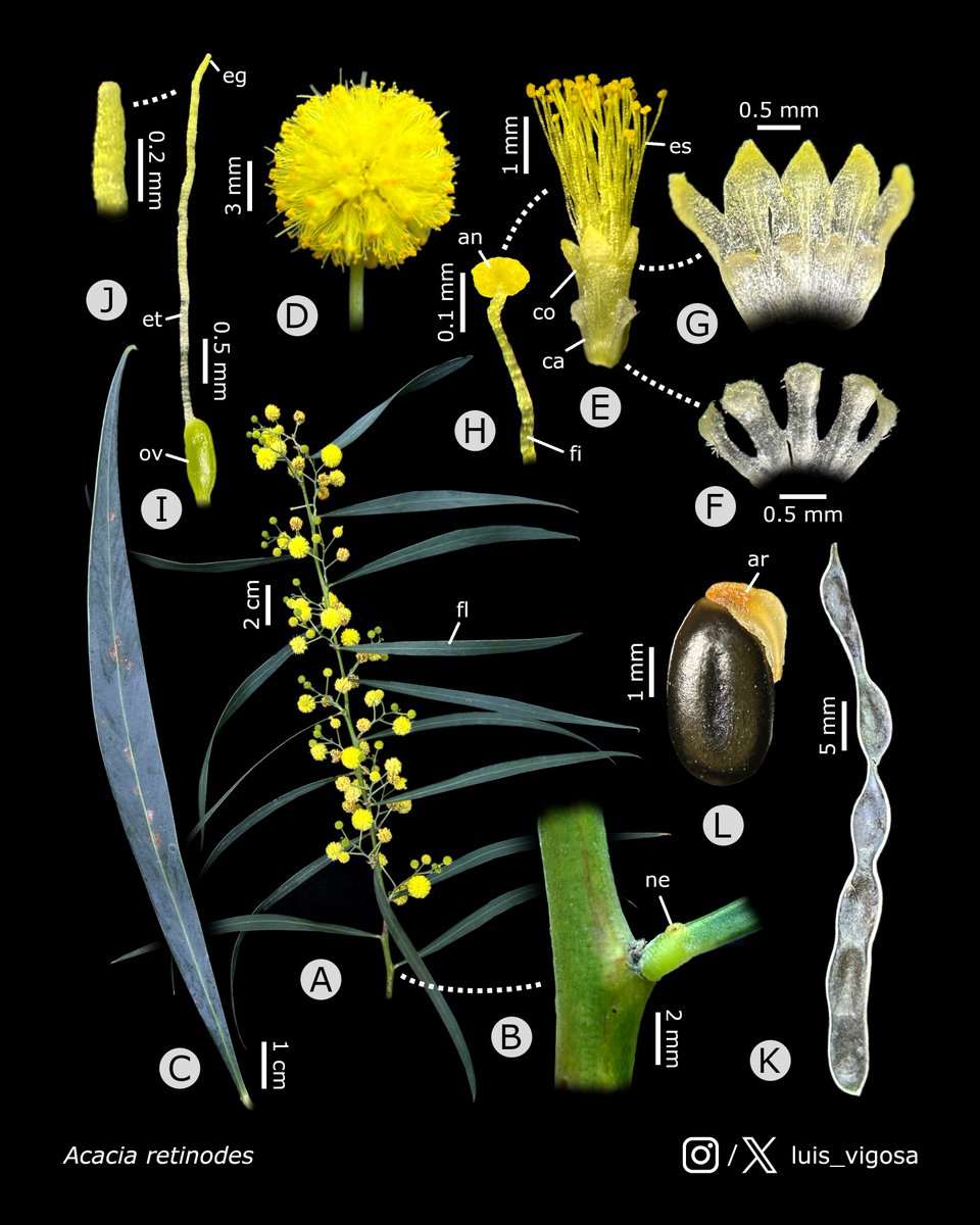 luis_vigosa's tweet photo. Acacia retinodes (Fabaceae)
#botany #flowers #taxonomy #plants https://t.co/vuZnDxpz2v