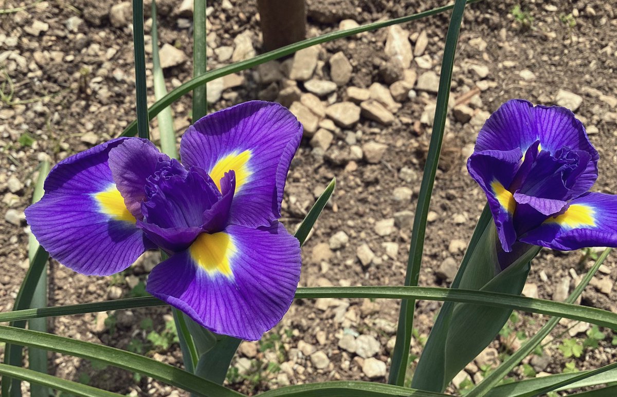 BrufoloBill's tweet photo. Steli di iris
Si aggrovigliano ai miei piedi
come lacci di sandali.
Ho provato #adescriverlo a parole, meglio un clic📸 e un haiku di Matsuo Bashō.
@UnTemaAlGiorno https://t.co/imqRp2hobW