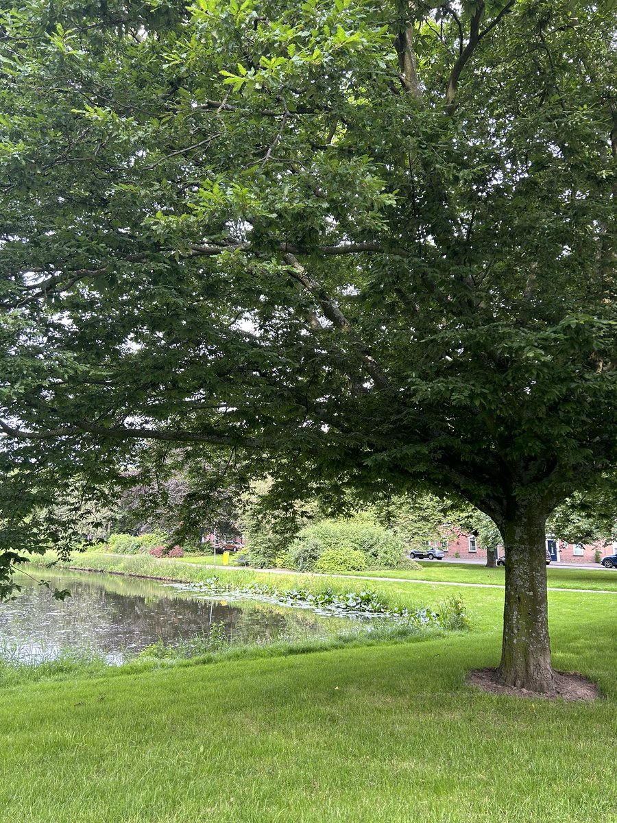 arianneripmees's tweet image. Eikbladige Haagbeuk 
Een haagbeuk met de bladervorm van een eik, maar hoe ouder hij wordt hoe meer z’n eigen bladvorm doorkomt.
Wordt al gebruikt sinds 1860
Zo leer je nog eens wat van de gemeentelijke bomentoer! 
#Dillenburgplein #compliment