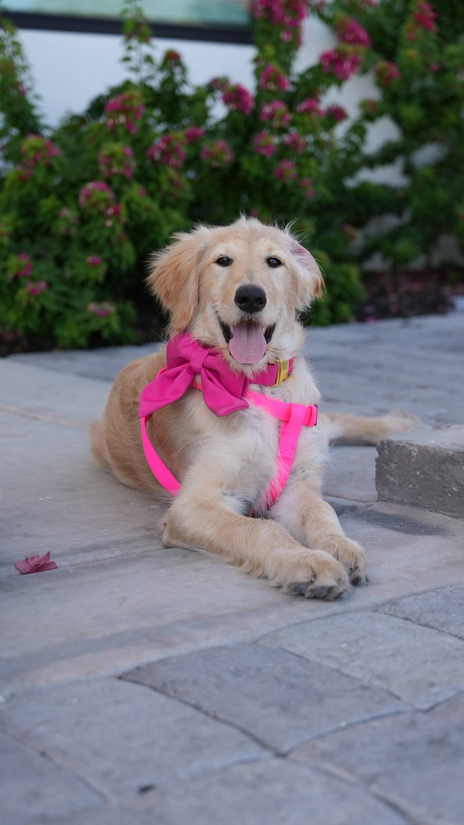 ChrisIvan_10's tweet photo. meet fettuccine my new pup https://t.co/Al3wKnC4on