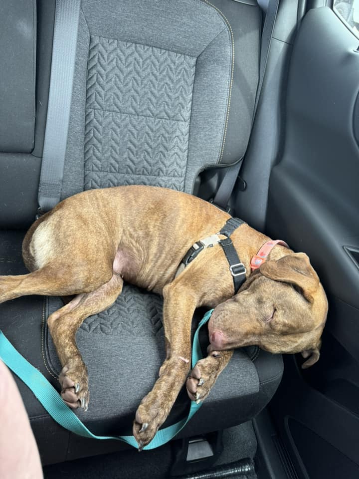 Erie County SPCA, NY tweet media