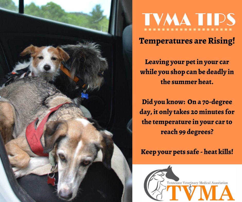 tennesseevma's tweet photo. Be safe - #heatkills https://t.co/2jHl7gQOSB