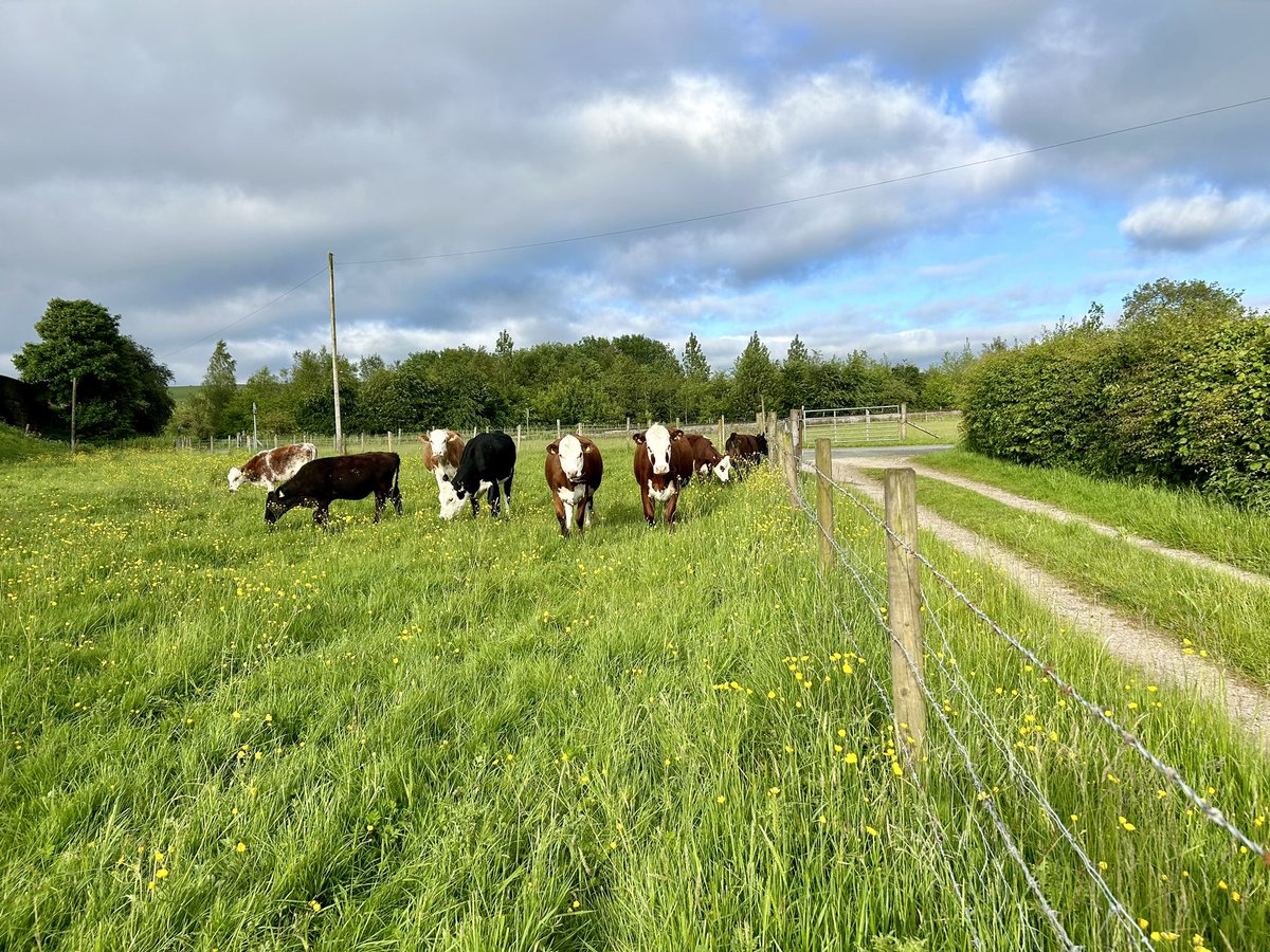 bernardsfarmuk's tweet photo. Teamwork makes the dream work
🐄 🐄🐄👩🌾🐄🐄👫🐄🐄🌼🐄
#Cattle #NativeCows #HerefordCattle #NatureFriendlyFarming #SustainableFarming #UplandFarming #FarmingFamily #TenantFarmers #FirstGenerationFarmers #Farm #Teamwork #FarmKids #GoNative #StaffordshireMoorlands #PeakDistrict https://t.co/C2cc0dCQDh