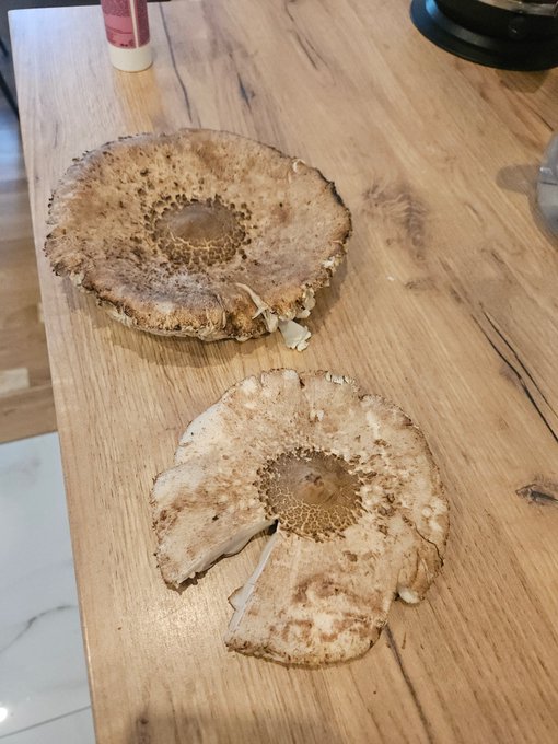 Lubicie samzone Kanie? Ja uwielbiam 😁 https://t.co/0yXB46IWQp<a href="/tag/lovense"class="tags"><span>#lovense</span></a><a href="/tag/lovenseway"class="tags"><span>#lovenseway</span></a><a href="/tag/tenera2"class="tags"><span>#tenera2</span></a><a href="/tag/wsp%C3%B3%C5%82praca"class="tags"><span>#wsp&oacute;łpraca</span></a>