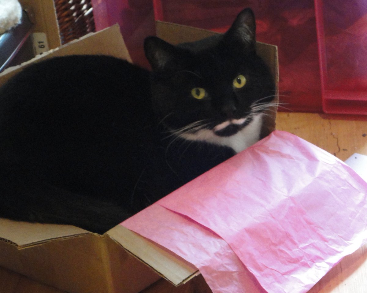 FINAL REMINDA! #MOGYOG #BOXES starts in 90 mins at 8pm UK time! 😺💕🧘‍♂️📦

HAS U GOT UR #BOXES POSE?! 😹💖📦🧘

x.com/MrMoustacheCat…