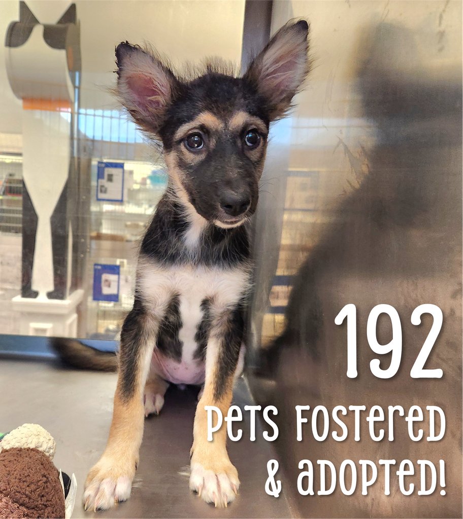 austinanimals's tweet photo. We're feeling electrified because y'all showed up this weekend, fam! ❤️

From Friday to Sunday, 101 pets left the shelter through foster and adoption, and another 91 are just awaiting spay/neuter before leaving. https://t.co/eFJu9qrBMz