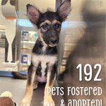 Photo by Austin Animal Center (@austinanimals)