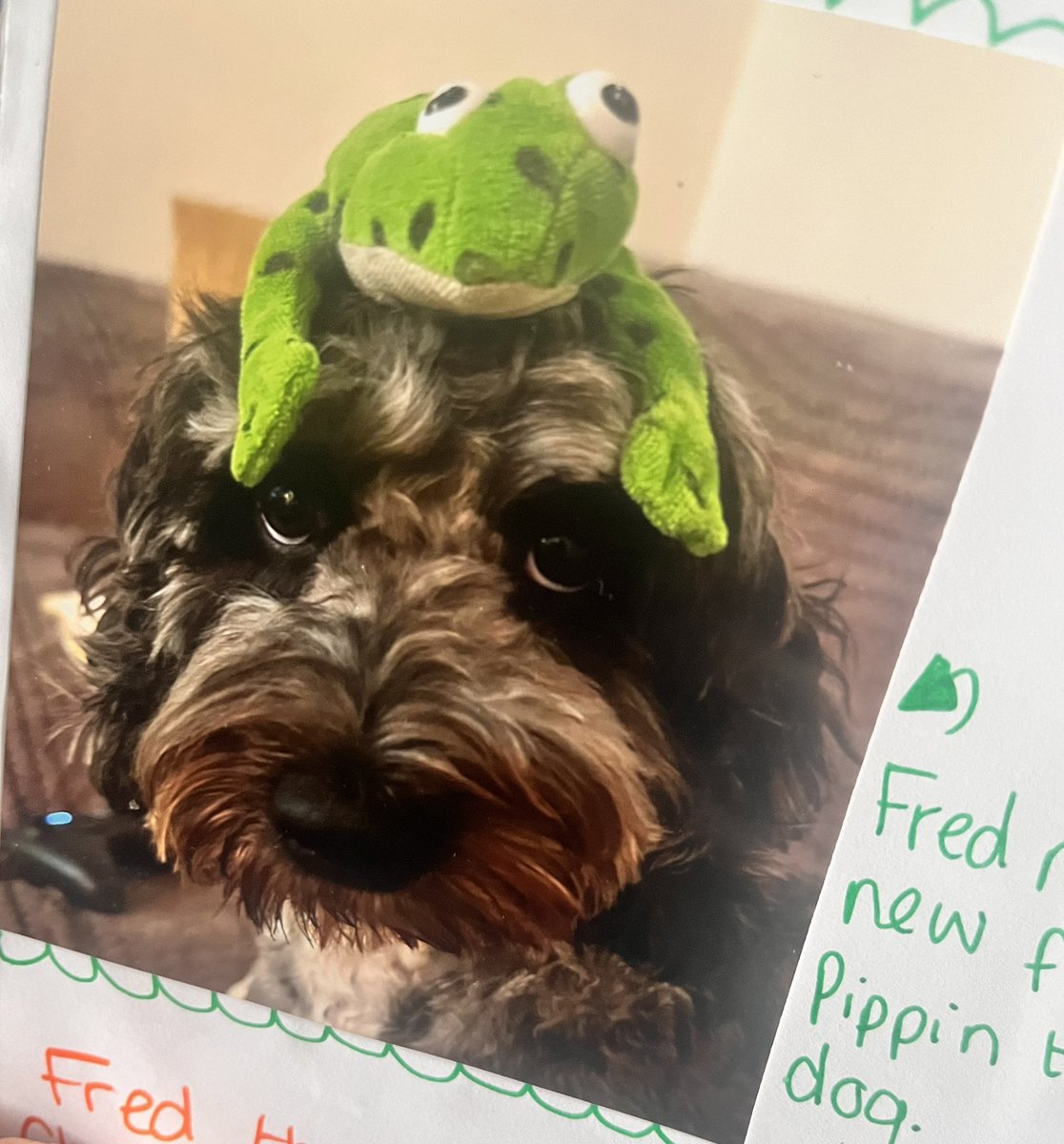 cuthberts_st's tweet image. Adventures with Fred Frog🐸
Each week Fred Frog enjoys a weekend of fun with one of our Explorer children.The children love having Fred to stay &amp;amp; can’t wait to share his exciting adventures with their classmates
#teamcuthberts 
@RuthMiskinEdu 
#phonics #englishhub 
#funwithfred