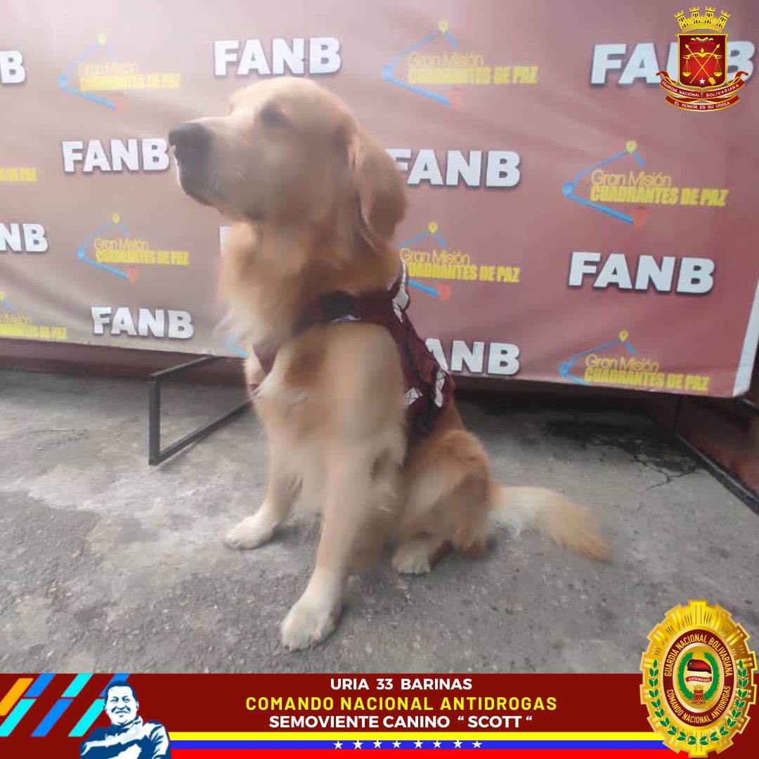 .<a href="/GNB_antidrogas1/">Antidrogas GNB</a> Nuestros semovientes caninos "Rombo", "Tommy" y "Scott" están destacados en la URIA Barinas #CNA, están capacitados para la detección y búsqueda de drogas. Gracias a sus acciones hemos desarticulado bandas dedicadas al tráfico Ilícito de drogas en el Edo. #GNB