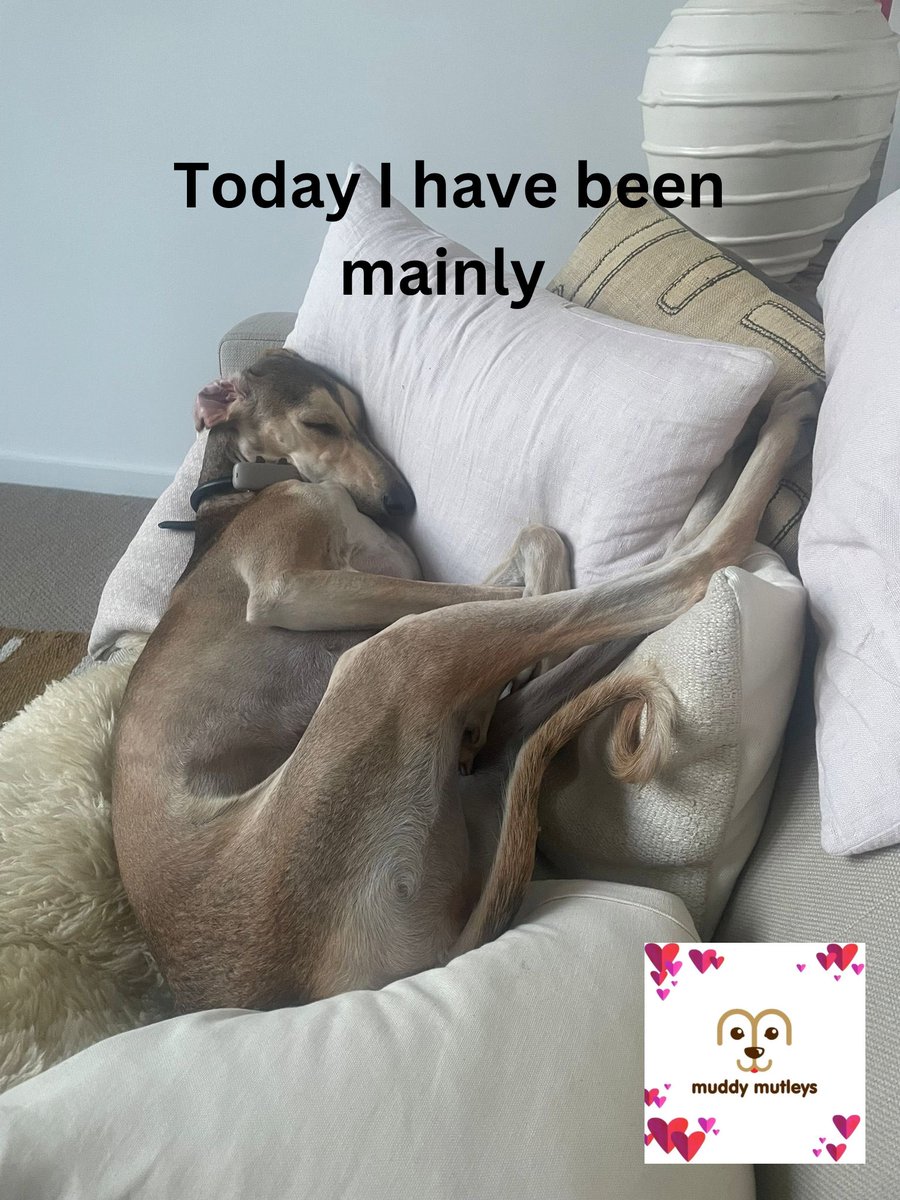 MuddyMutleys's tweet image. #positivedogtraining #puppytraining #looseleadwalking #easydogtraining #dogtrainingtips #romanianrescuedog #streetdog