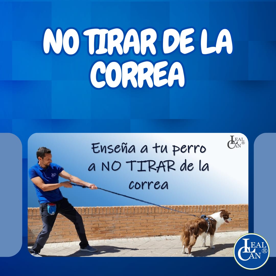 LealCan's tweet photo. ‼Cómo puedes ENSEÑAR a tu PERRO a NO TIRAR o JALAR de la CORREA⁉️ 🤯👀 

¡En este vídeo os mostramos una posibilidad diferente a las habituales sobre cómo hacerlo! ↙️
https://t.co/QRGFA3vj9Q
​ 
#LealCan #correas #paseoscaninos #educacioncaninaenpositivo #educacioncanina https://t.co/Bq3YGoyoMR