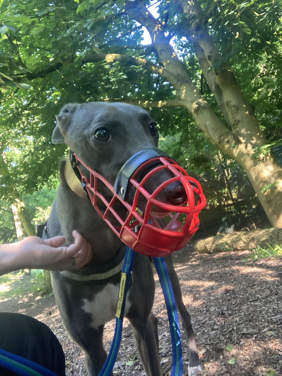 SmokeyProject's tweet photo. When life gets tough, go walk your favourite greyhound 💜 https://t.co/Roe6zheomN