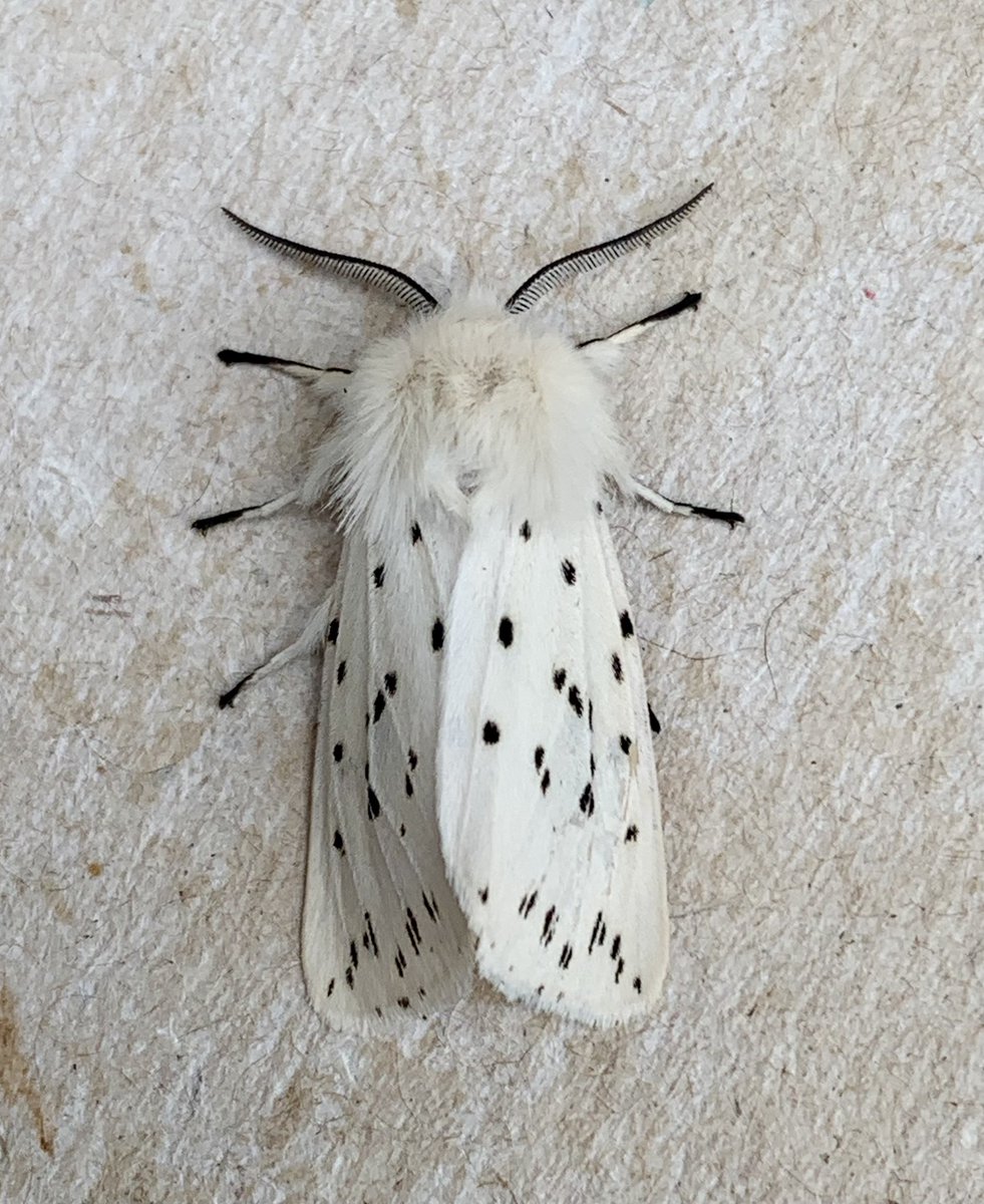 Eyed Hawk-moth, Elephant Hawk-moth, Shears & White Ermine all new for year at last nights actinic in the garden. #MothsMatter #teammoth