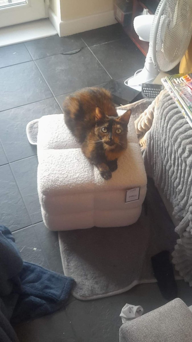 marie_kate2's tweet photo. MISSING #Newbold #Cheaterfield Very timid girl. https://t.co/UbrmONHGmw