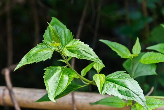 HerbalistChief's tweet photo. Siam weed (Acheampong, Awolowo leaves, Akintola) treats 

🌿Ovarian cyst
🌿Wound
🌿Cervical cancer
🌿Diabetes
🌿Hypertension
🌿Waist pain
🌿Gout 
🌿Stomach ulcer
🌿Waist pain

Boil a handful of fresh or dried leaves in water. Drink a teacupfull twice daily. 

Nature heals. https://t.co/opFYfppUCt