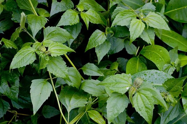 HerbalistChief's tweet photo. Siam weed (Acheampong, Awolowo leaves, Akintola) treats 

🌿Ovarian cyst
🌿Wound
🌿Cervical cancer
🌿Diabetes
🌿Hypertension
🌿Waist pain
🌿Gout 
🌿Stomach ulcer
🌿Waist pain

Boil a handful of fresh or dried leaves in water. Drink a teacupfull twice daily. 

Nature heals. https://t.co/opFYfppUCt