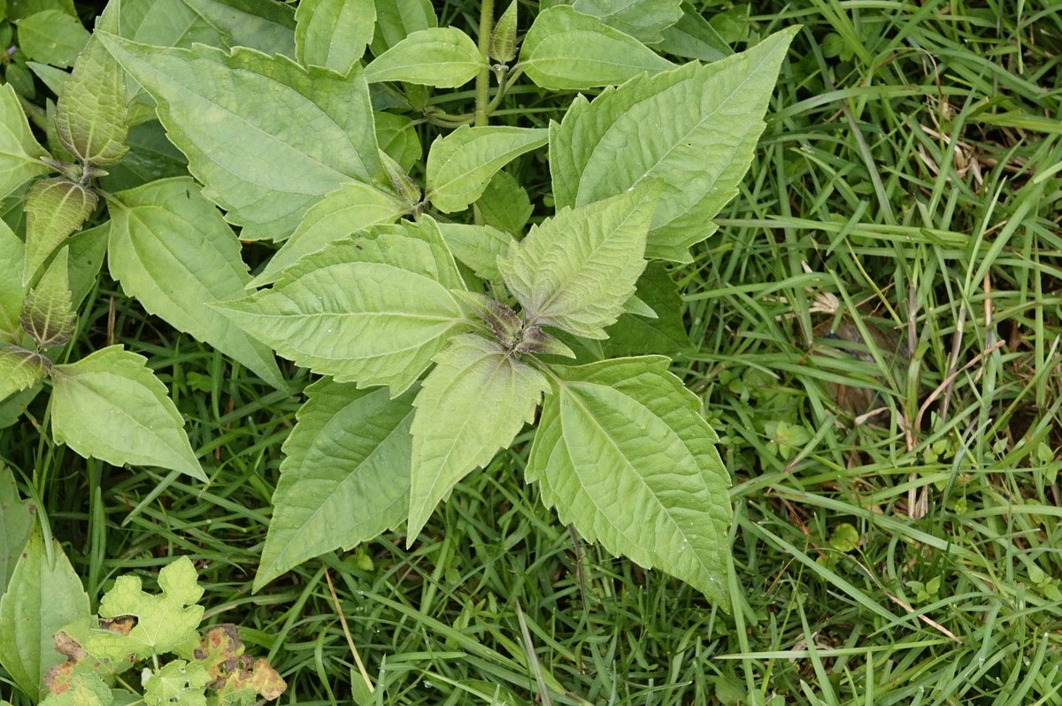 HerbalistChief's tweet photo. Siam weed (Acheampong, Awolowo leaves, Akintola) treats 

🌿Ovarian cyst
🌿Wound
🌿Cervical cancer
🌿Diabetes
🌿Hypertension
🌿Waist pain
🌿Gout 
🌿Stomach ulcer
🌿Waist pain

Boil a handful of fresh or dried leaves in water. Drink a teacupfull twice daily. 

Nature heals. https://t.co/opFYfppUCt