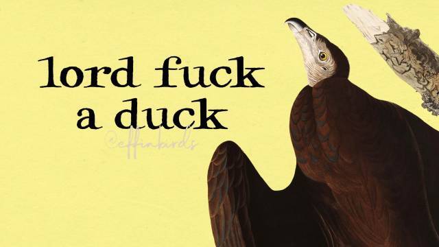 EffinBirds's tweet photo. https://t.co/wcIsKiwI2s