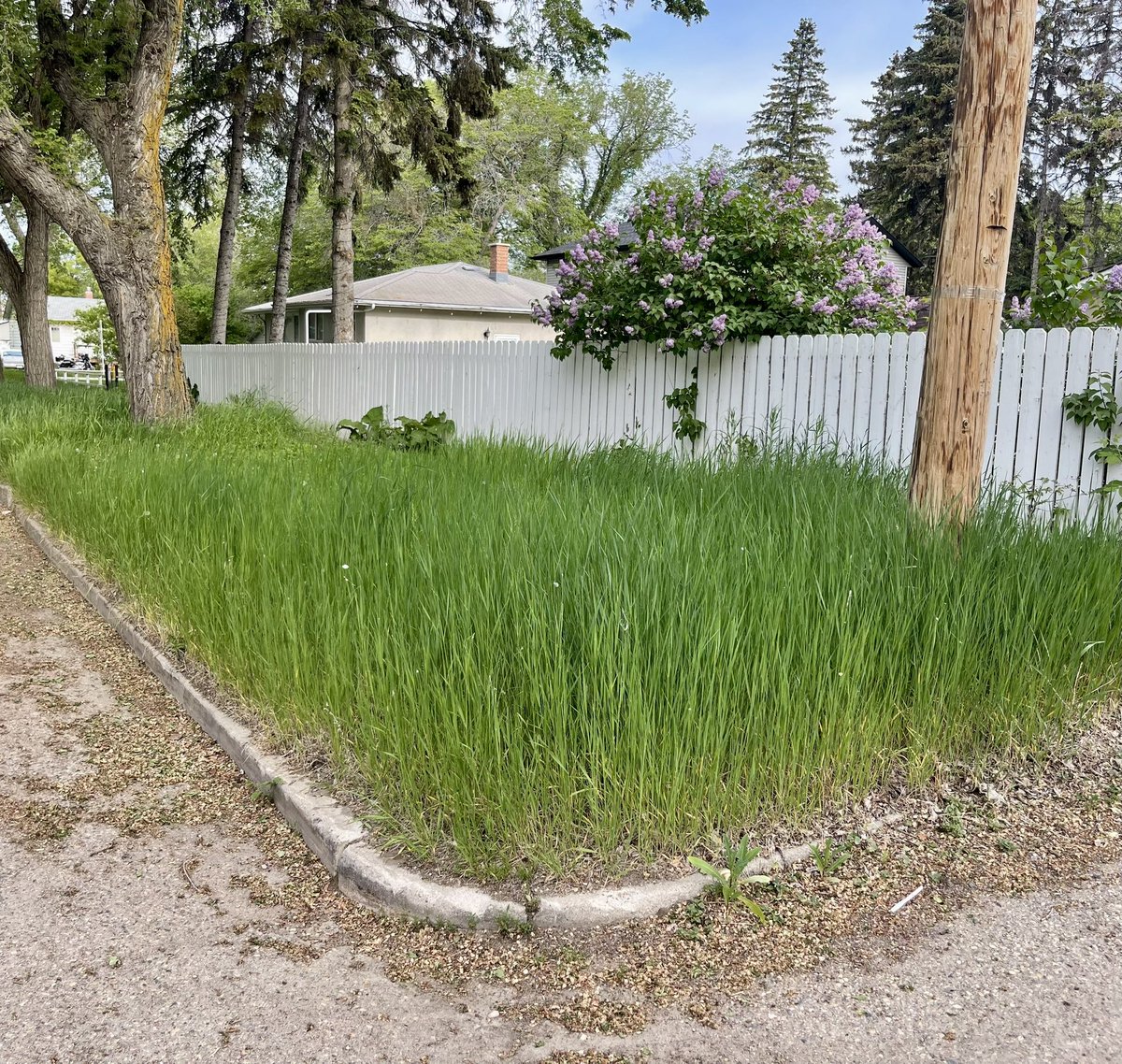 JeffRogstadCTV's tweet photo. Well, it ain’t “No Mow May” any longer.😉 #lawnmower #toro #weedeater #pullstart https://t.co/zq2Ly6Ptpo