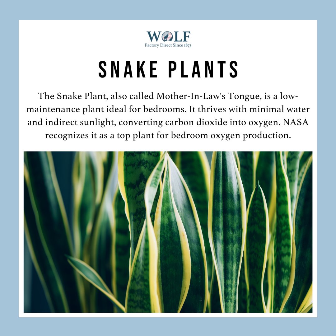 wolfmattress's tweet photo. Transform your bedroom into a peaceful oasis with plants! 🌿 Not only do they look good, but they also brighten your space, improve air quality, and promote calmness. Discover the best plants for your bedroom here: https://t.co/BoRJGWissd #WolfMattress #Bedroom #Plants https://t.co/maGzp829gd