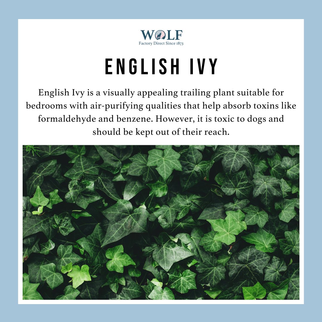 Transform your bedroom into a peaceful oasis with plants! 🌿 Not only do they look good, but they also brighten your space, improve air quality, and promote calmness. Discover the best plants for your bedroom here: wolfmattress.com/blogs/blog/top… #WolfMattress #Bedroom #Plants