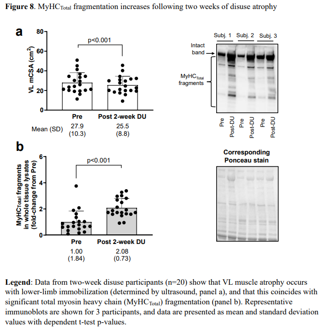 Dr. Myohead (@drmyohead) on Twitter photo Skeletal muscle myosin heavy chain protein fragmentation as a potential marker of protein degradation in response to resistance training and disuse atrophy
New PREPRINT from <a href="/DanielPlotkin_/">Daniel Plotkin</a> <a href="/DrMikeRoberts/">Mike Roberts</a> and many others
doi.org/10.1101/2024.0… Skeletal muscle myosin heavy chain protein fragmentation as a potential marker of protein degradation in response to resistance training and disuse atrophy
New PREPRINT from <a href="/DanielPlotkin_/">Daniel Plotkin</a> <a href="/DrMikeRoberts/">Mike Roberts</a> and many others
doi.org/10.1101/2024.0…