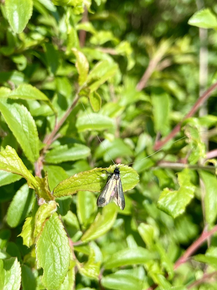 #MothMonday 

Two Longhorn Moths in one day: Yellow (Nemophora degeerella) & Green (Adela reaumurella).

#TeamMoth #MothsMatter