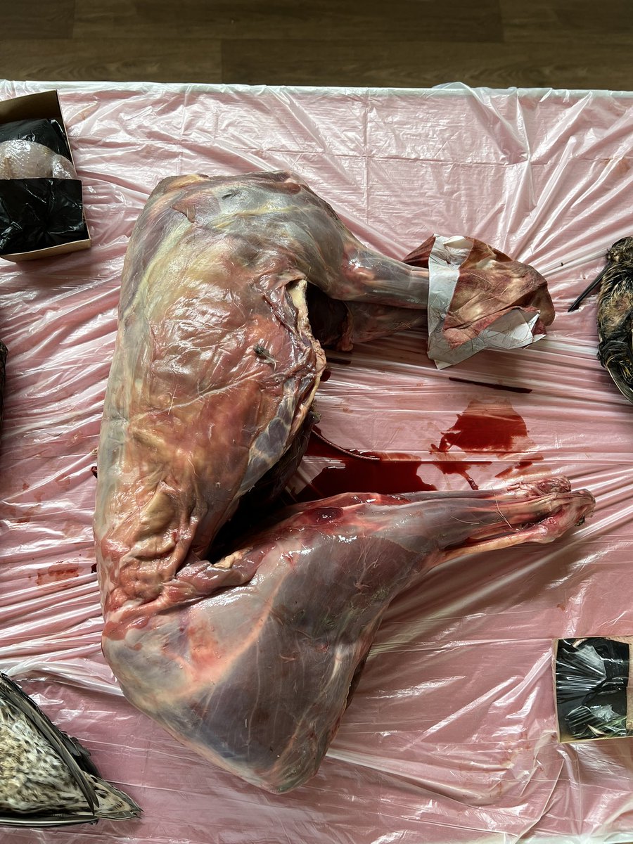 TheeRatCatcher's tweet photo. Well done to all those student EHOs who passed their #foodID exams today.  Great too that so many students got this sample right on the ‘Game’ table. 👍🏼💪🏻

@GraemeMitchell3 https://t.co/LgWPLh0PbE