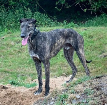 millypod1's tweet photo. BEAU HOME SAFE. THANKS FOR RT's πππΎ
π31 MAY 2024 #Lost BEAU #ScanMe
Brindle Lurcher Male
Castle Hawk Golf Club #Castleton #Rochdale #OL11 Owner's 2 dogs had a fight and this one ran off was spotted a couple of times but not seen since. https://t.co/jXnjFNBAMu https://t.co/0zittQ1aBJ