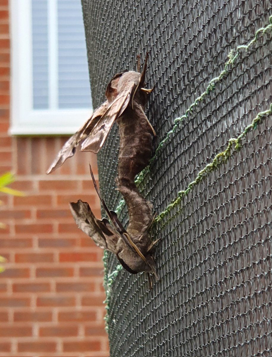 DiamondBug's tweet image. Hawk eye moths mating, by Alfie Ramm. #Springwatch