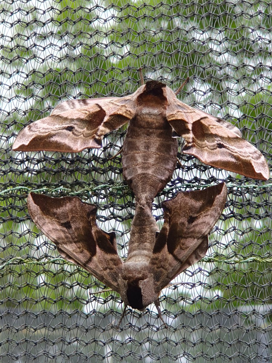 DiamondBug's tweet image. Hawk eye moths mating, by Alfie Ramm. #Springwatch