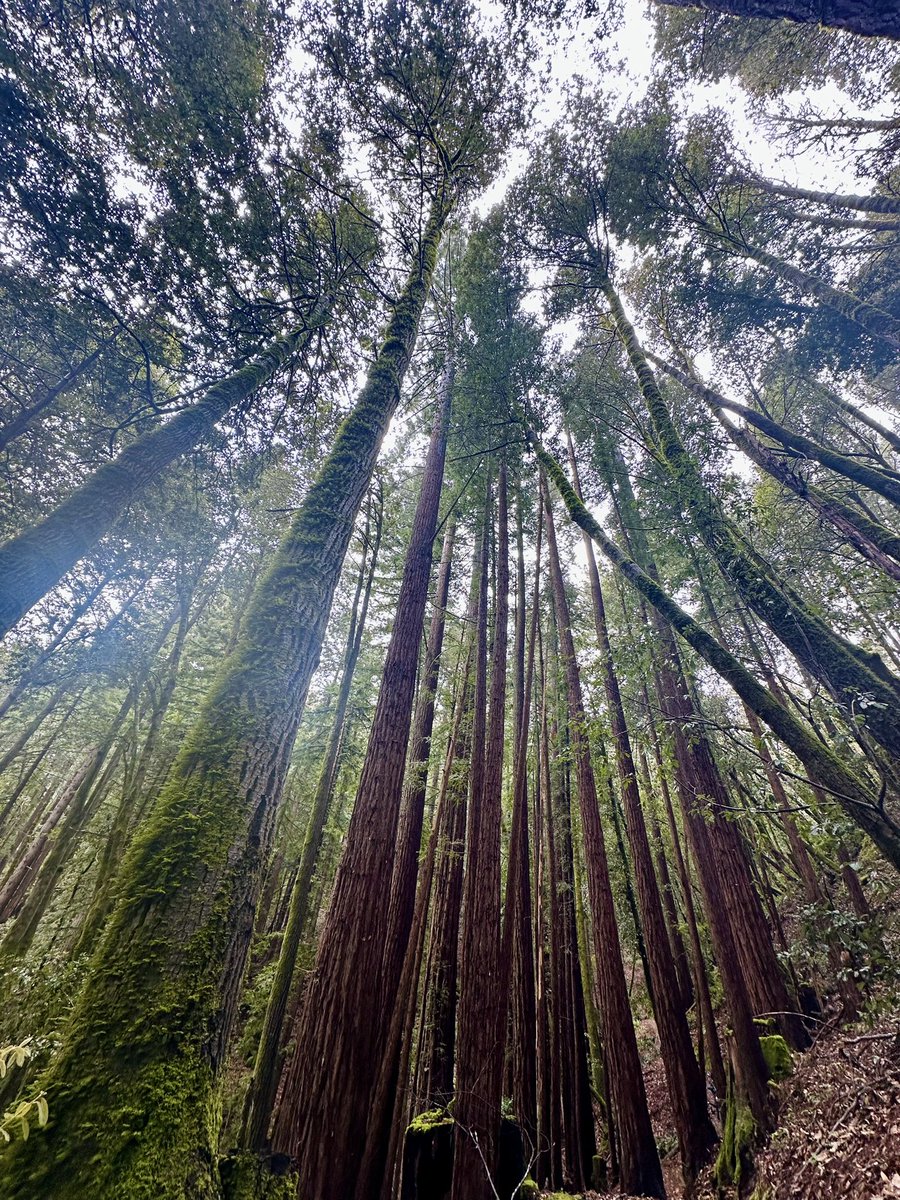 Saila2016's tweet photo. @Lingzi_W #California - From snow capped mountains, desserts, beaches, forests, &amp; plains, from high-tech cities to lush green countryside, and most importantly people, culture &amp; food from around the world, we have it all here in one state. It’s like the entire world in one place. https://t.co/8dAIOvvv8h
