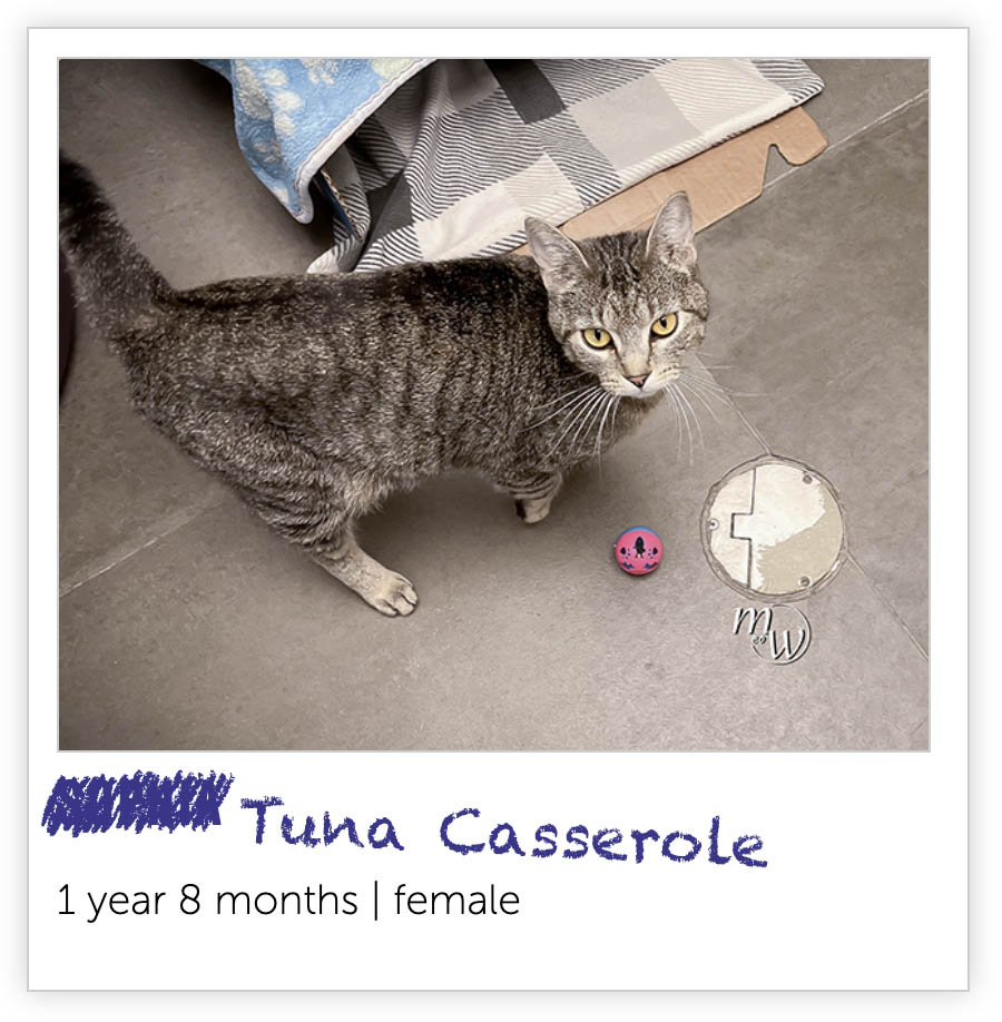 Nebraska Humane Cats tweet media