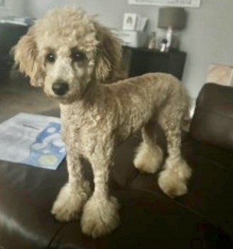 millypod1's tweet photo. TALULAH HOME SAFE. THANKS FOR RT's 😊🐕🐾
🆘1 JUNE 2024 #Lost TALULAH #ScanMe
YOUNG Light Apricot Poodle: Toy Female
Brockadale Nature Reserve #Pontefract #Wakefield #Yorkshire #WF8
https://t.co/j6FzhuoErf https://t.co/xLaIeNASGX